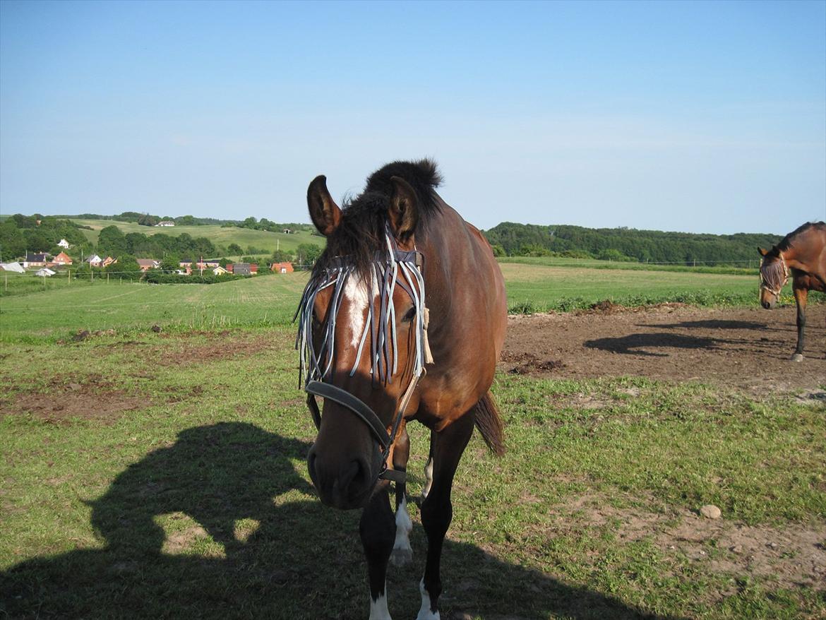 Dansk Varmblod K2`s Beat Me billede 8