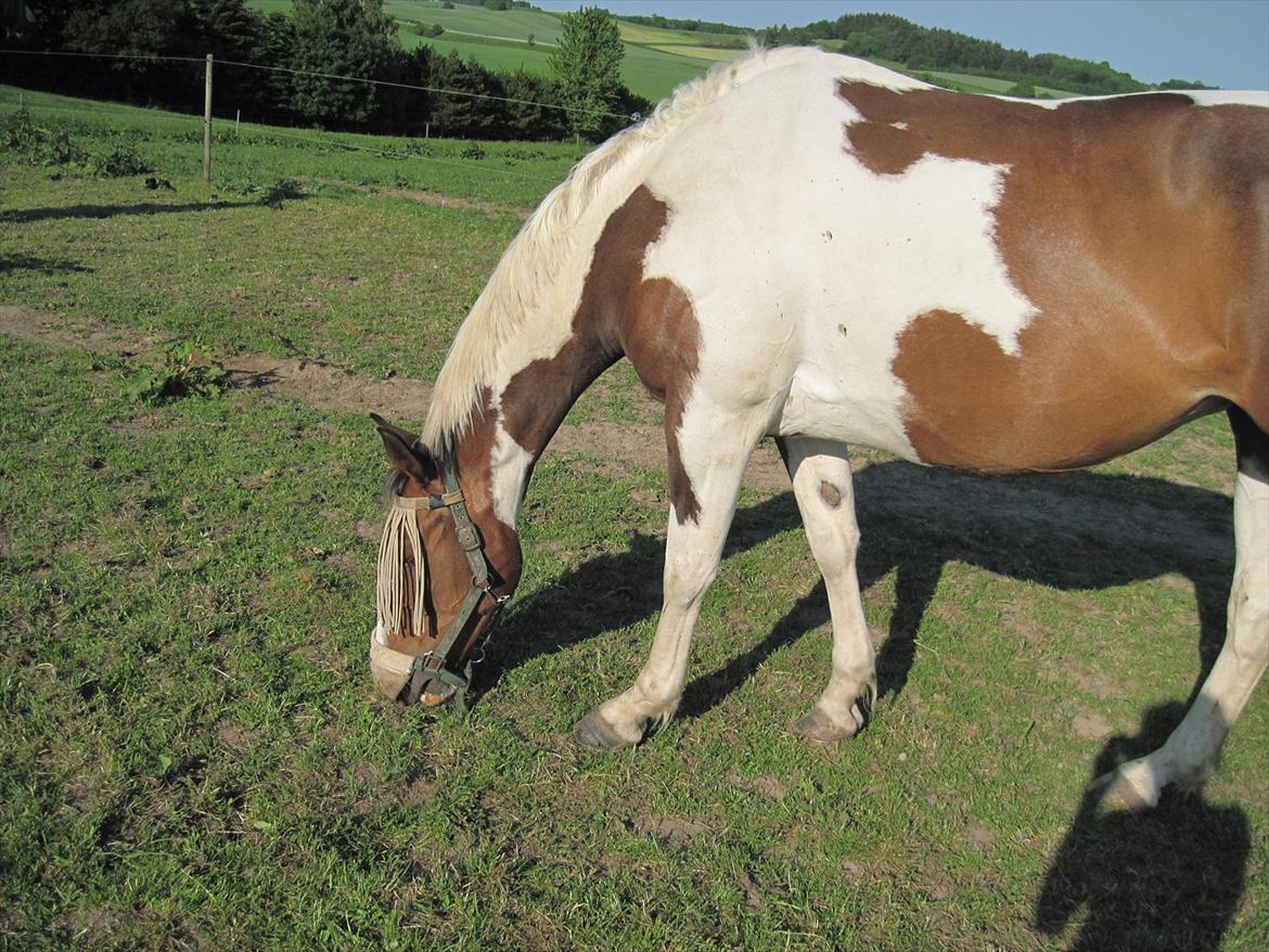 Anden særlig race Bakkegårdens Monique billede 6