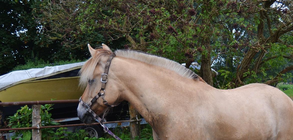 Fjordhest Bredekærgårds Tea R.I.P billede 12
