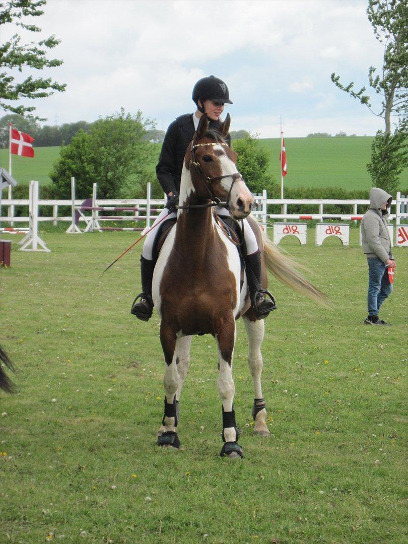Anden særlig race Bakkegårdens Monique billede 8