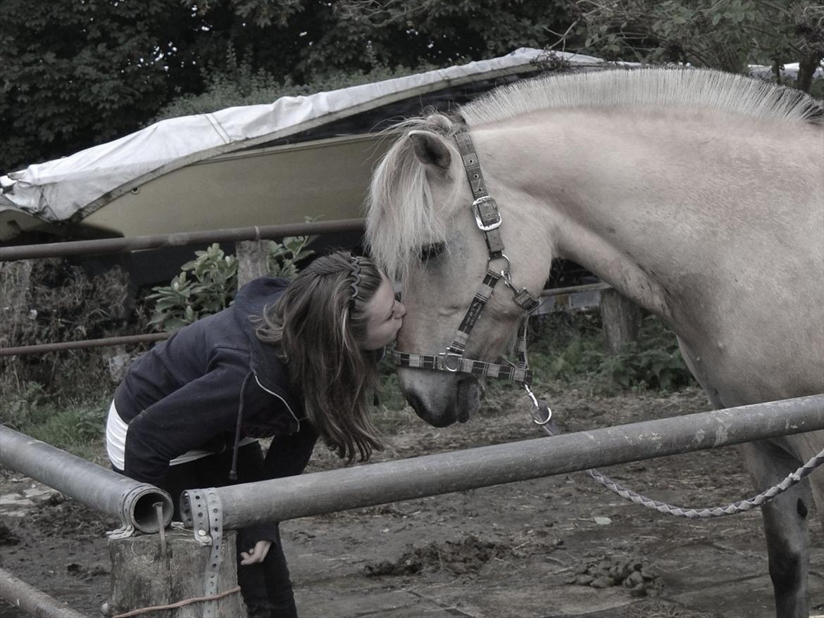 Fjordhest Bredekærgårds Tea R.I.P billede 14