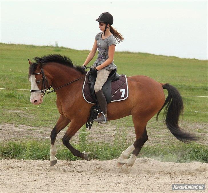 Anden særlig race Roos.Casillero Del Diablo - Opvarmning til spring d. 23/8 2011. :-D billede 2