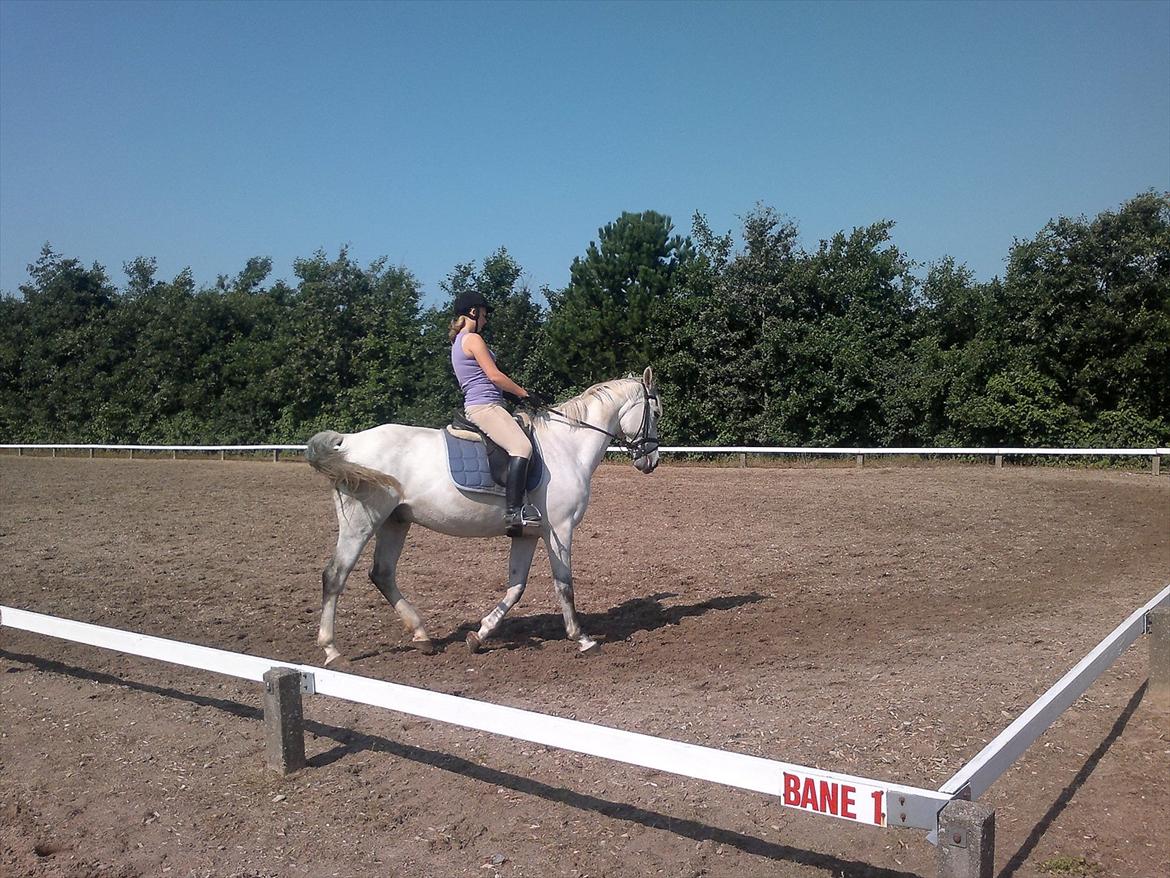 Hollandsk Varmblod Sandro boy!<3 - Trav:-)<3 billede 1