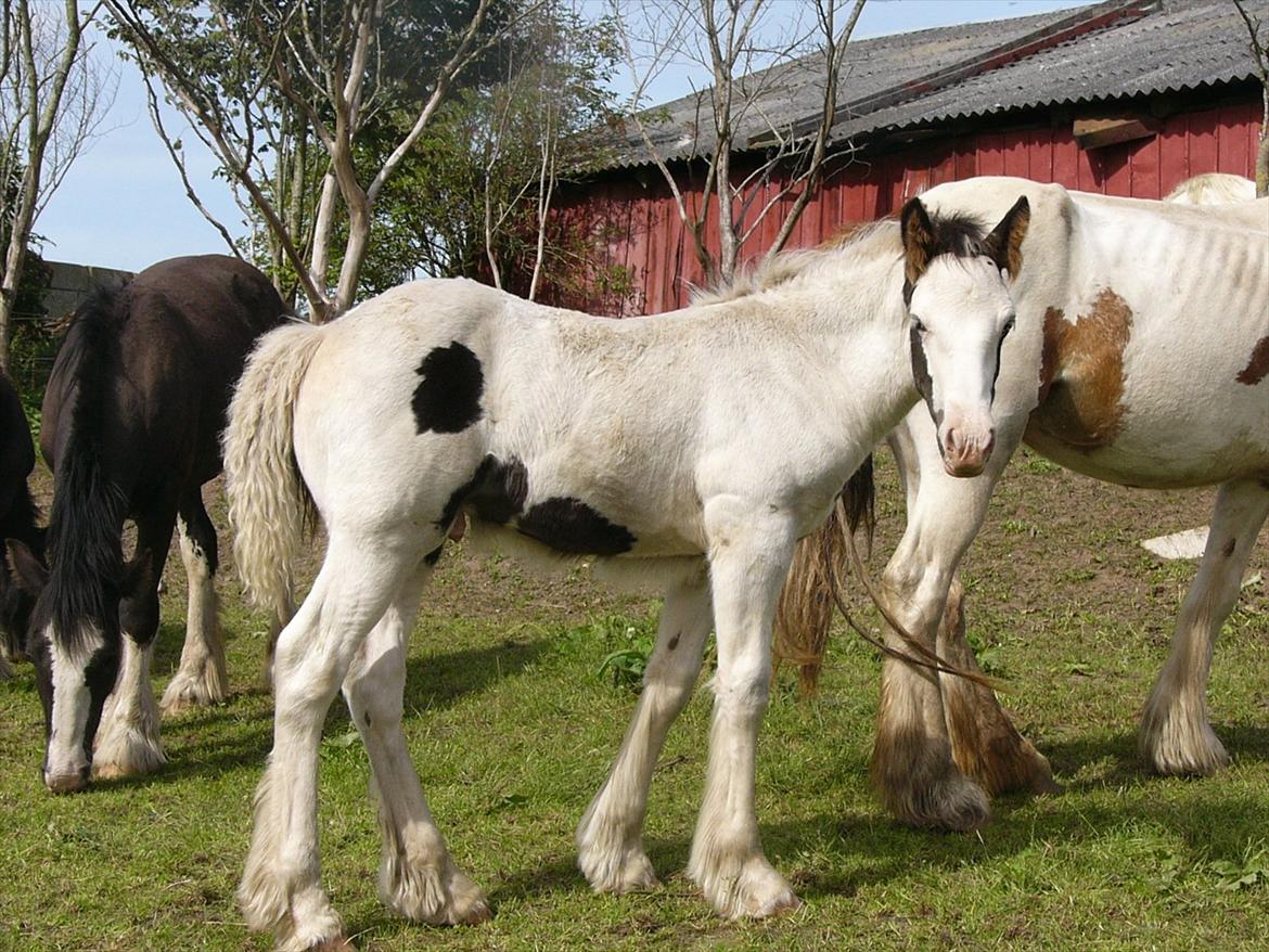 Irish Cob Poseidon R.I.P Lækre fyr! billede 12