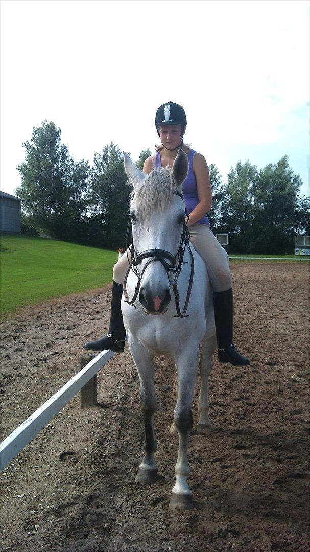 Hollandsk Varmblod Sandro boy!<3 - -Dejlige Sandro!<3 billede 2