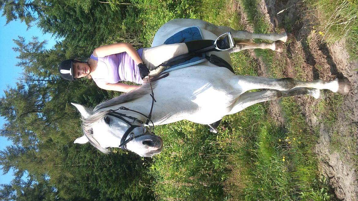 Hollandsk Varmblod Sandro boy!<3 - I skoven:-)(kan ikke vende billedet) billede 3