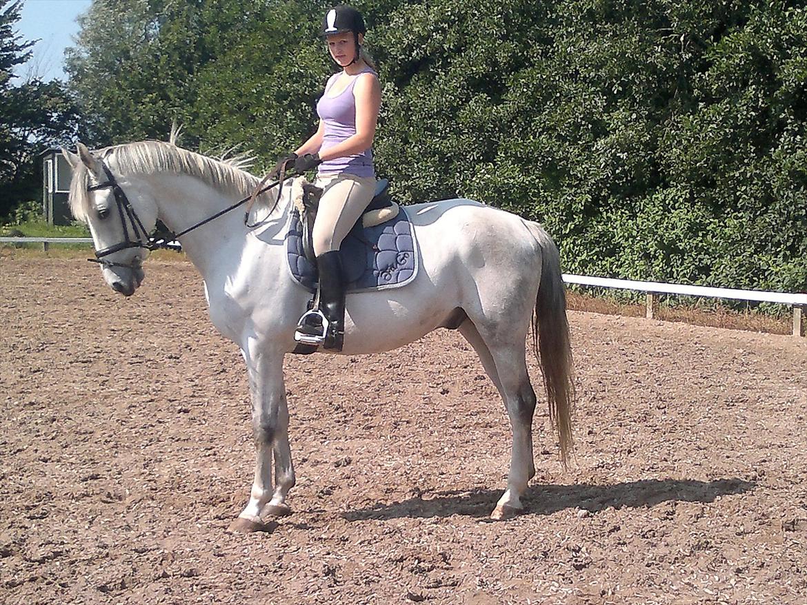 Hollandsk Varmblod Sandro boy!<3 - Parade!:D billede 4