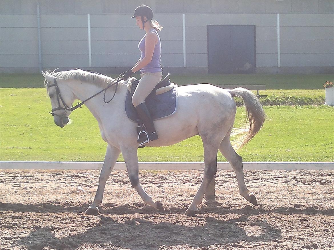 Hollandsk Varmblod Sandro boy!<3 - Trav igen:-) billede 5