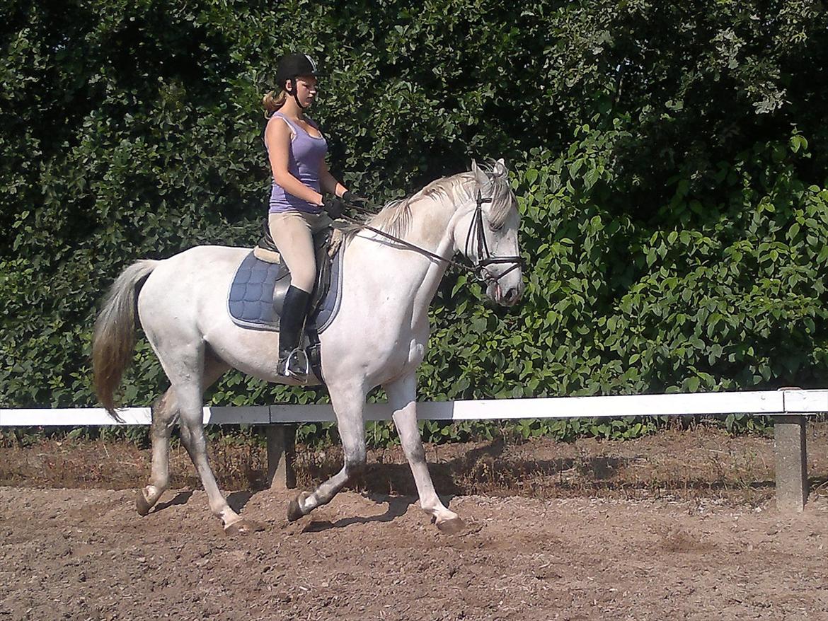 Hollandsk Varmblod Sandro boy!<3 - Skønneste!:D billede 6