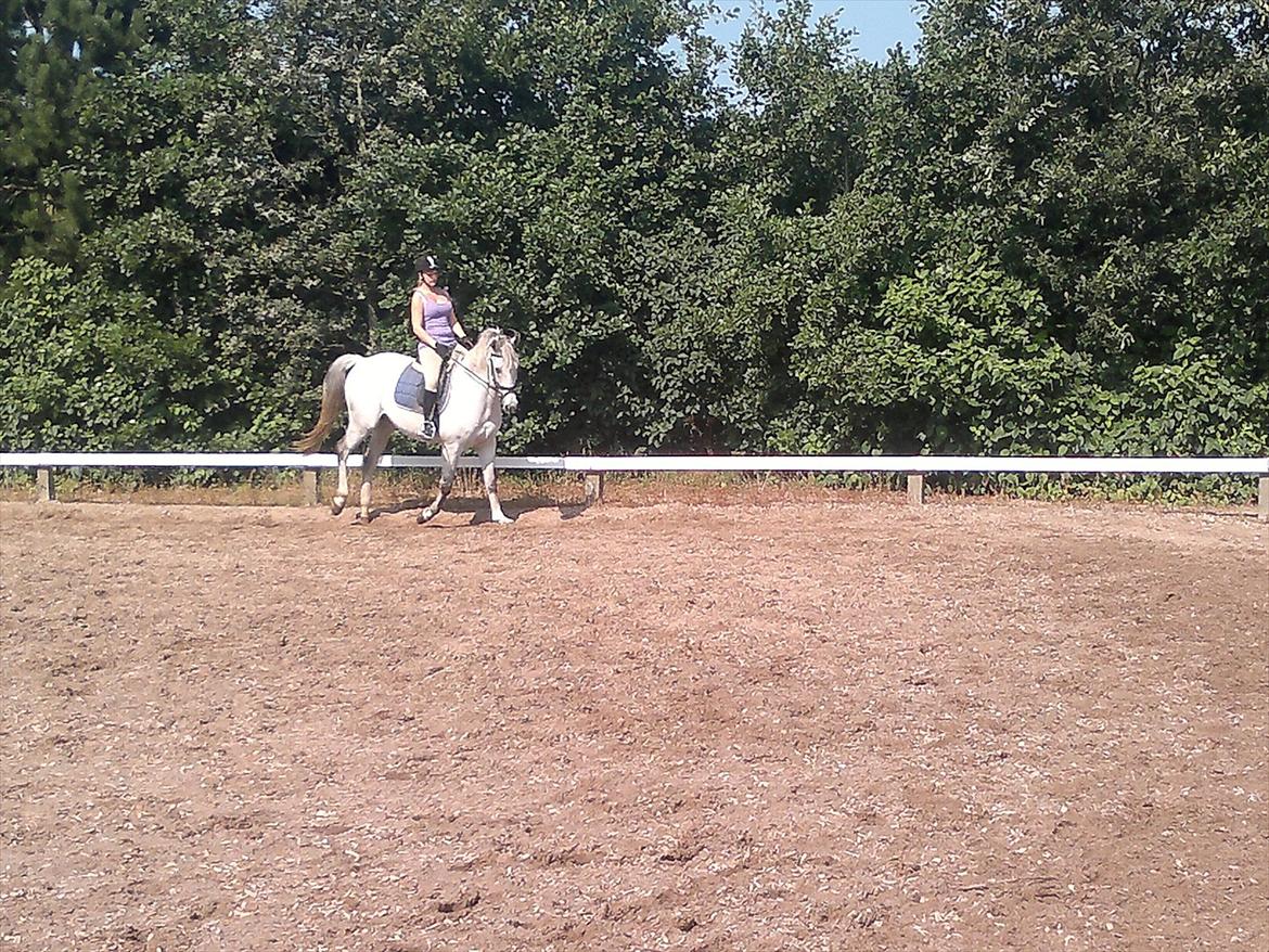 Hollandsk Varmblod Sandro boy!<3 billede 7