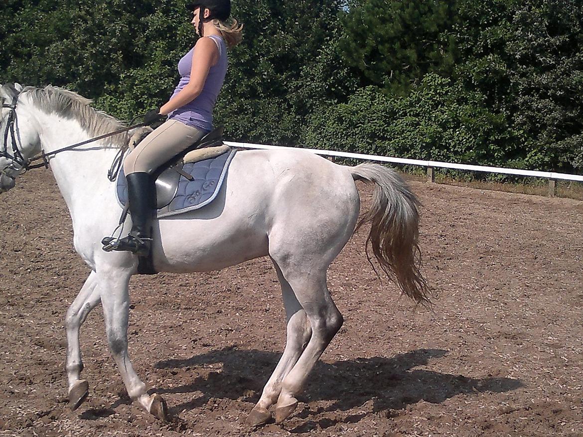 Hollandsk Varmblod Sandro boy!<3 billede 8