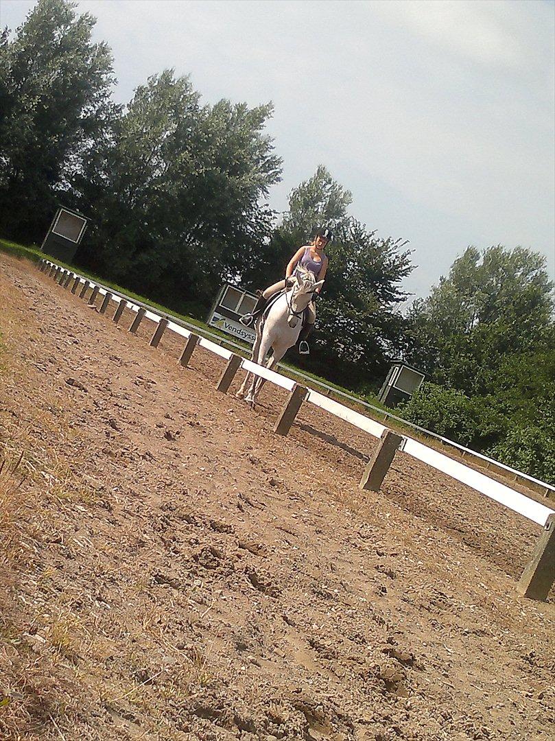 Hollandsk Varmblod Sandro boy!<3 billede 9