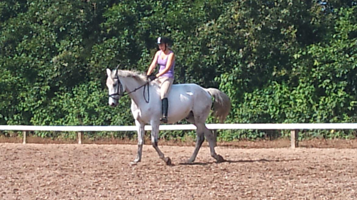 Hollandsk Varmblod Sandro boy!<3 billede 10