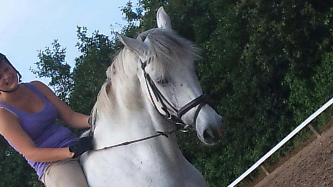 Hollandsk Varmblod Sandro boy!<3 billede 12