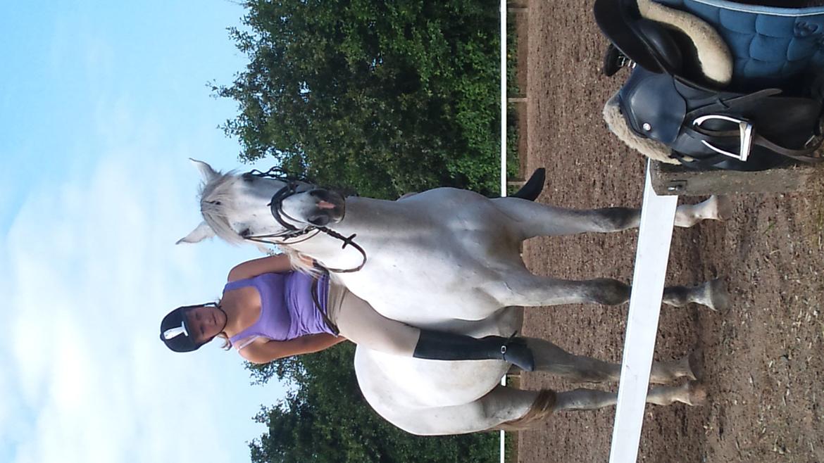 Hollandsk Varmblod Sandro boy!<3 - (kan ikke vende billedet) billede 13