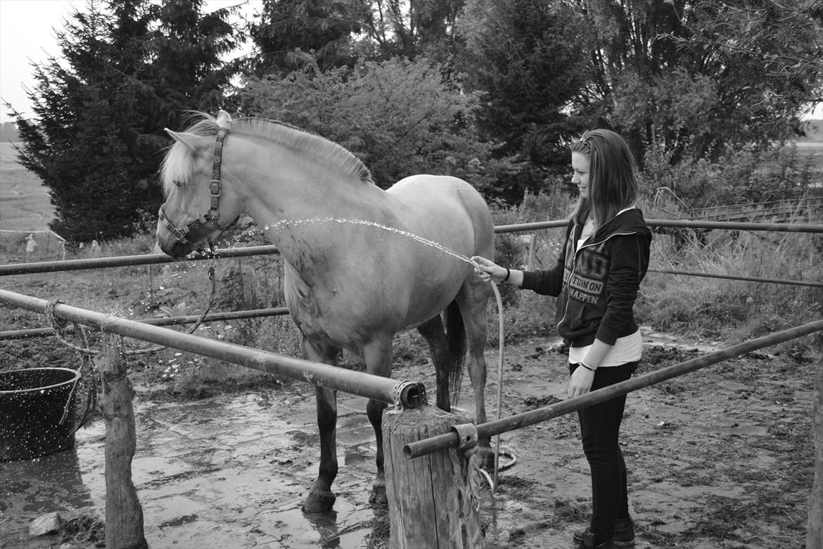 Fjordhest Bredekærgårds Tea R.I.P billede 16