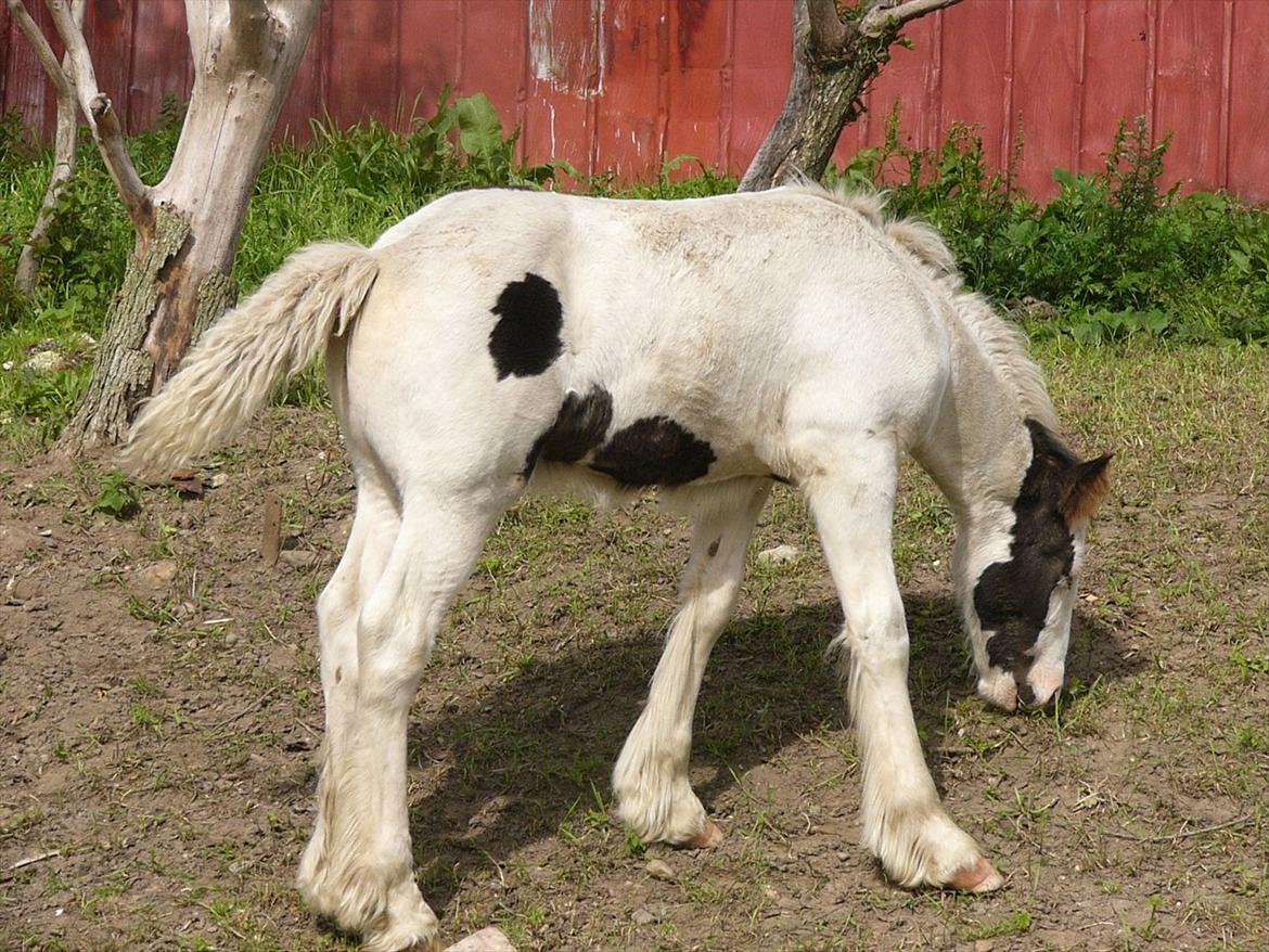 Irish Cob Poseidon R.I.P Lækre fyr! billede 13