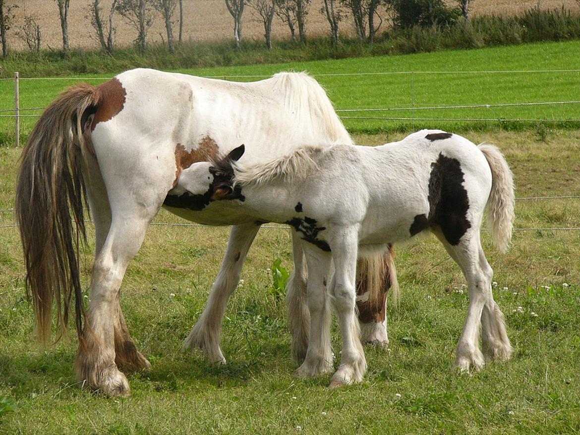 Irish Cob Poseidon R.I.P Lækre fyr! billede 14