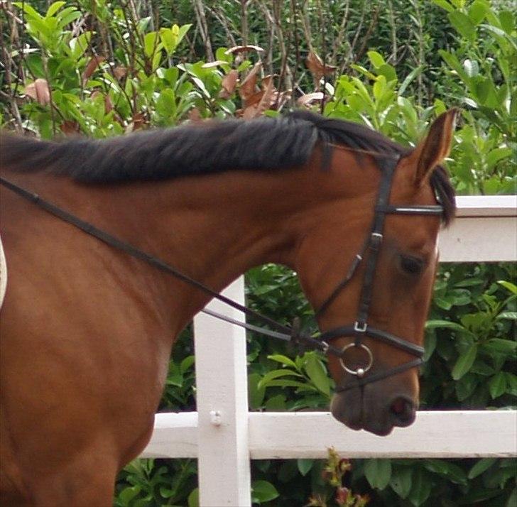 Traver Komet Lund - Første dressur undervisning på Komet billede 1