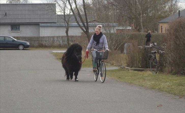 Shetlænder Fergus of Knowe LILLEBROR - lillebror og jeg på cykeltur :-D billede 18