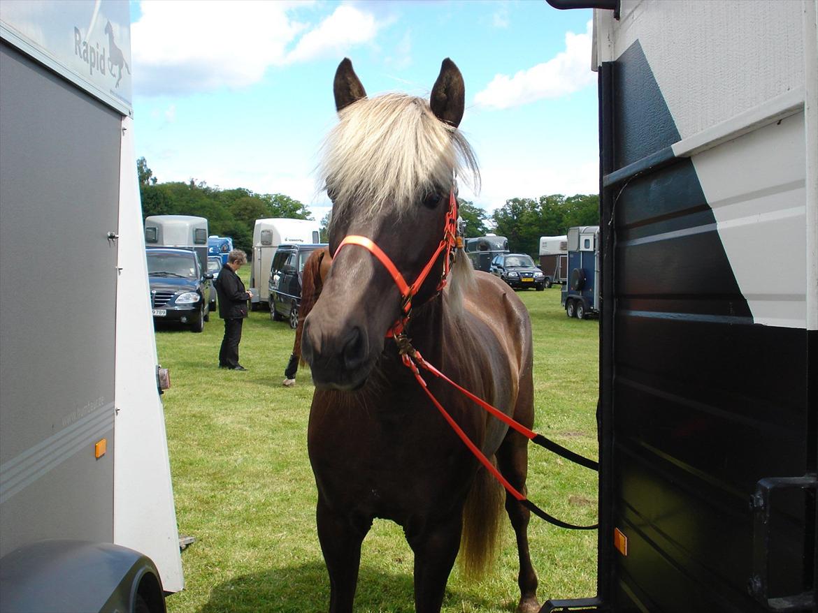 Islænder Sina från Östergård - Smukke Sina i sin distancegrime til distancestævne i Knuthenborg 2011 billede 9