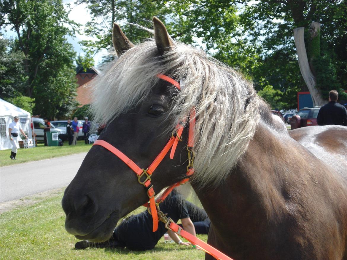Islænder Sina från Östergård - Åhhh... er hun ikke bare SMUK... Og så vidste vi ikke engang at vi blev nr. 4 på dette tidspunkt... billede 11