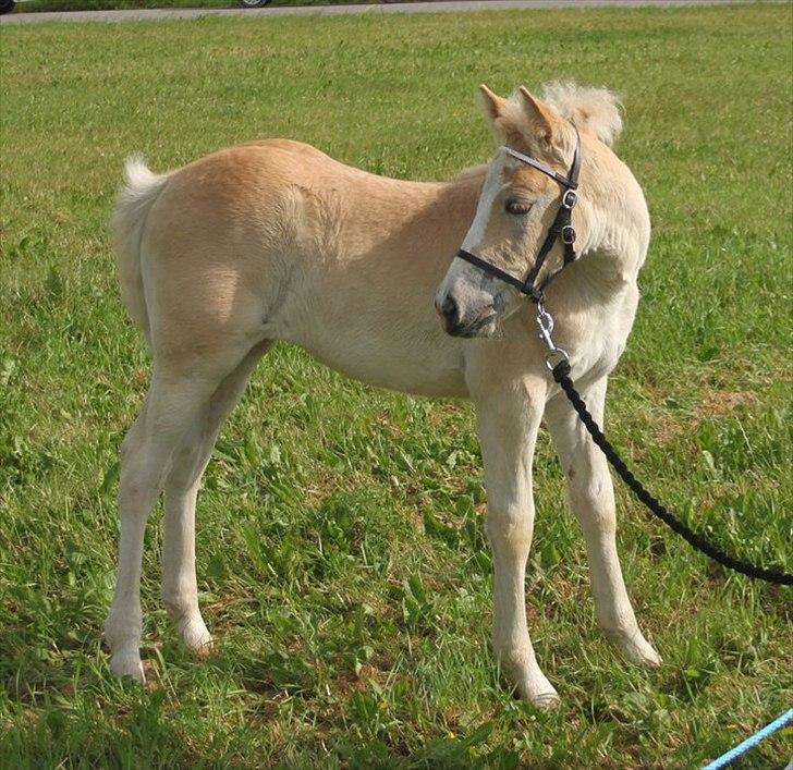 Haflinger Gandrupgårds Hope billede 2