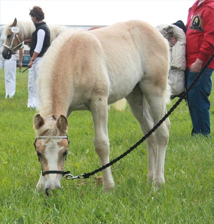 Haflinger Gandrupgårds Hope billede 3