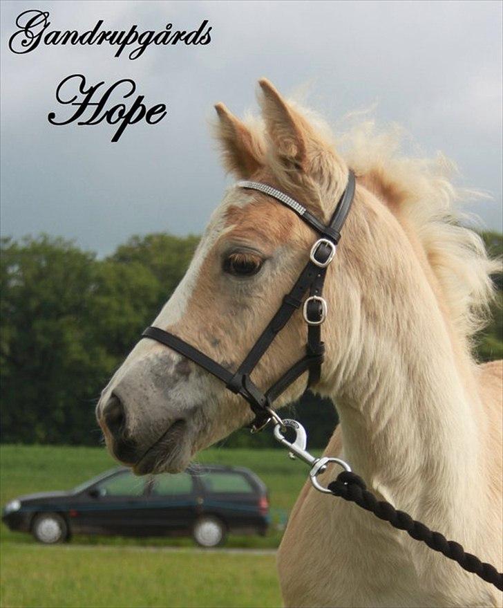 Haflinger Gandrupgårds Hope billede 4