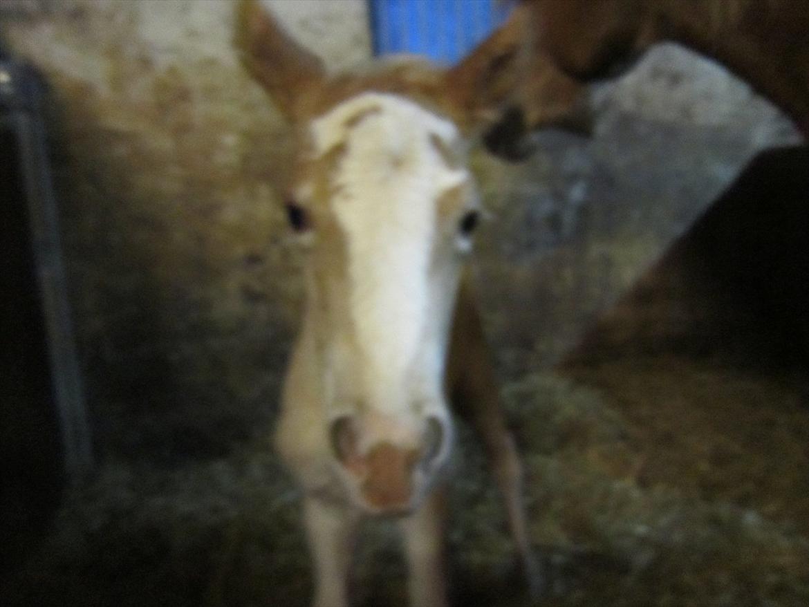 Haflinger Gandrupgårds Hope billede 5