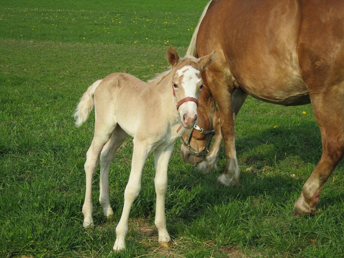 Haflinger Gandrupgårds Hope billede 6