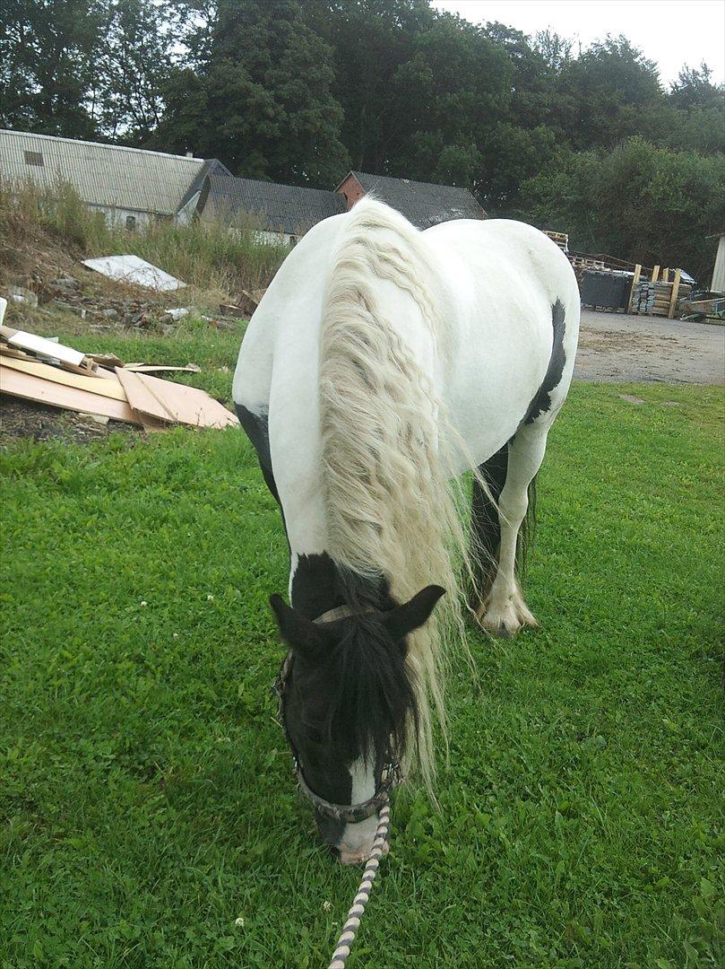 Irish Cob Holms  Emmely billede 10