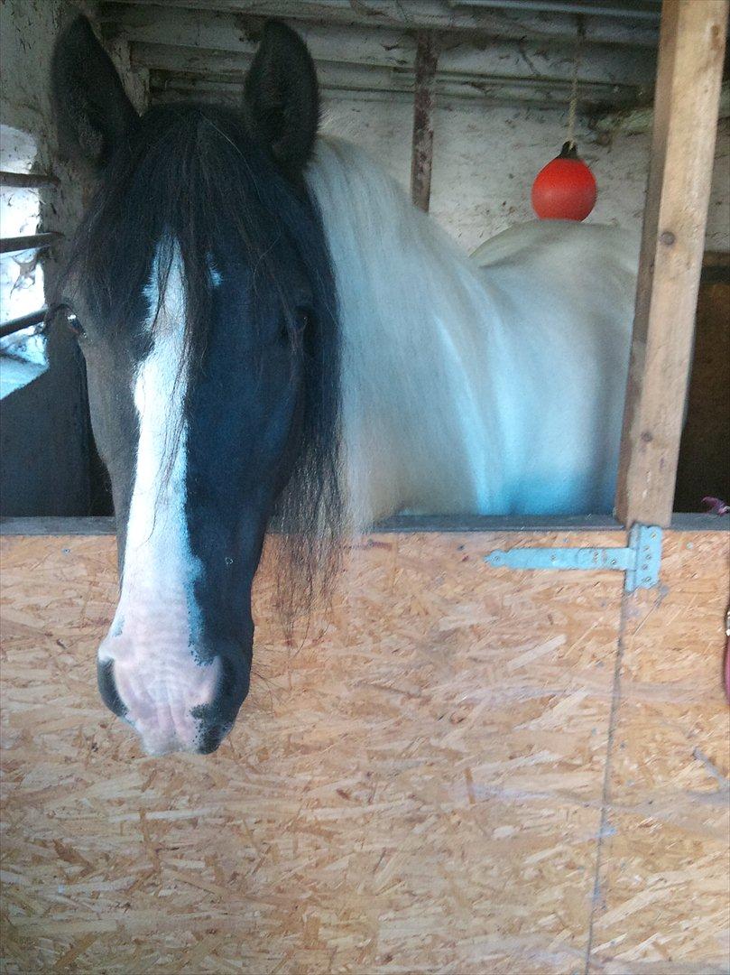 Irish Cob Holms  Emmely billede 8