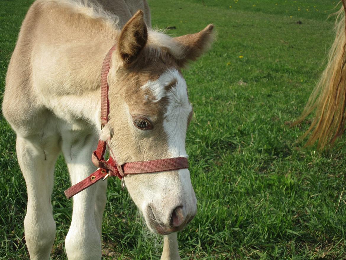 Haflinger Gandrupgårds Hope billede 7