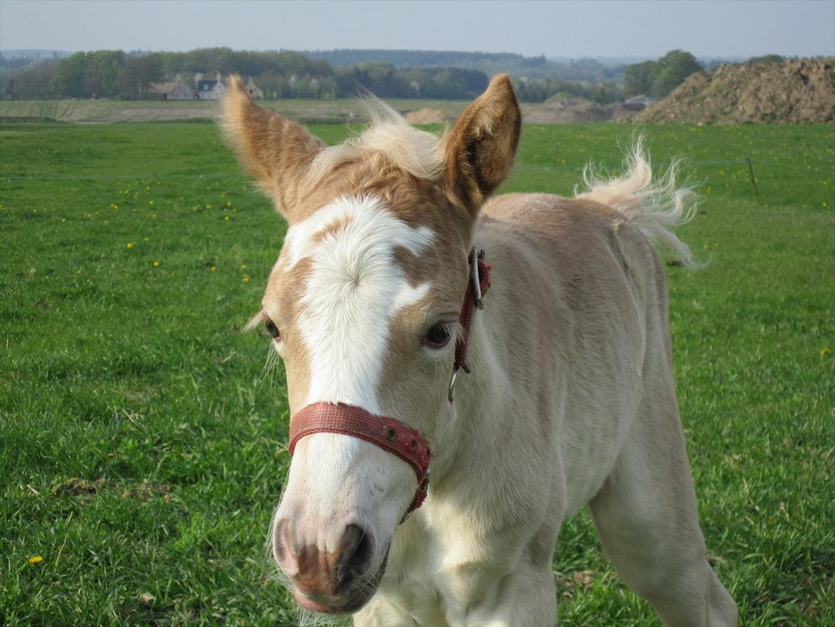 Haflinger Gandrupgårds Hope billede 8