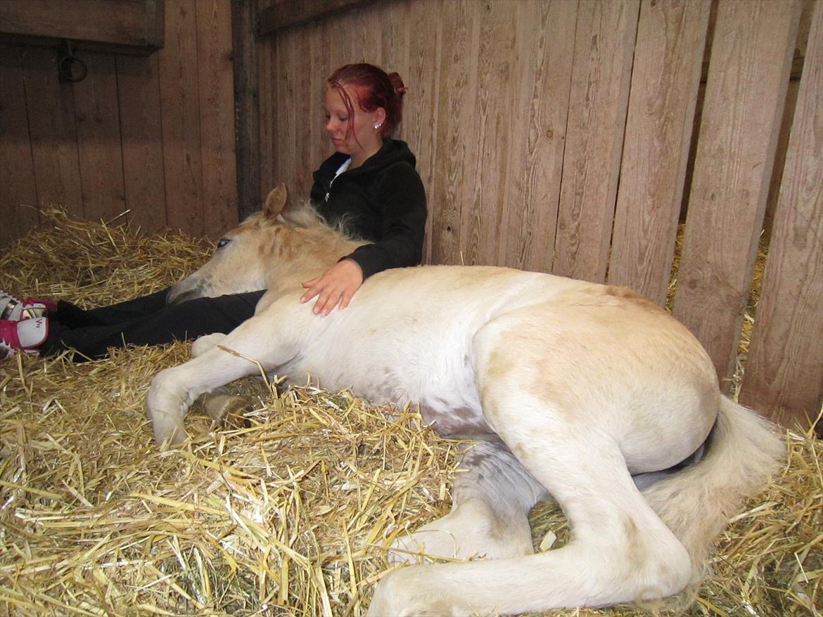 Haflinger Gandrupgårds Hope - hyggestund til landsskuet billede 9