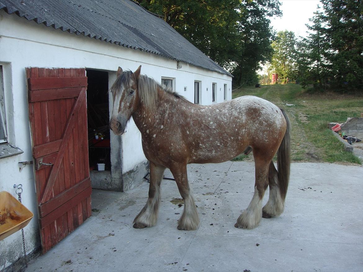 Irish Cob sjors 9 <3 - sjors ved gamle ejer

Foto. Nina billede 12