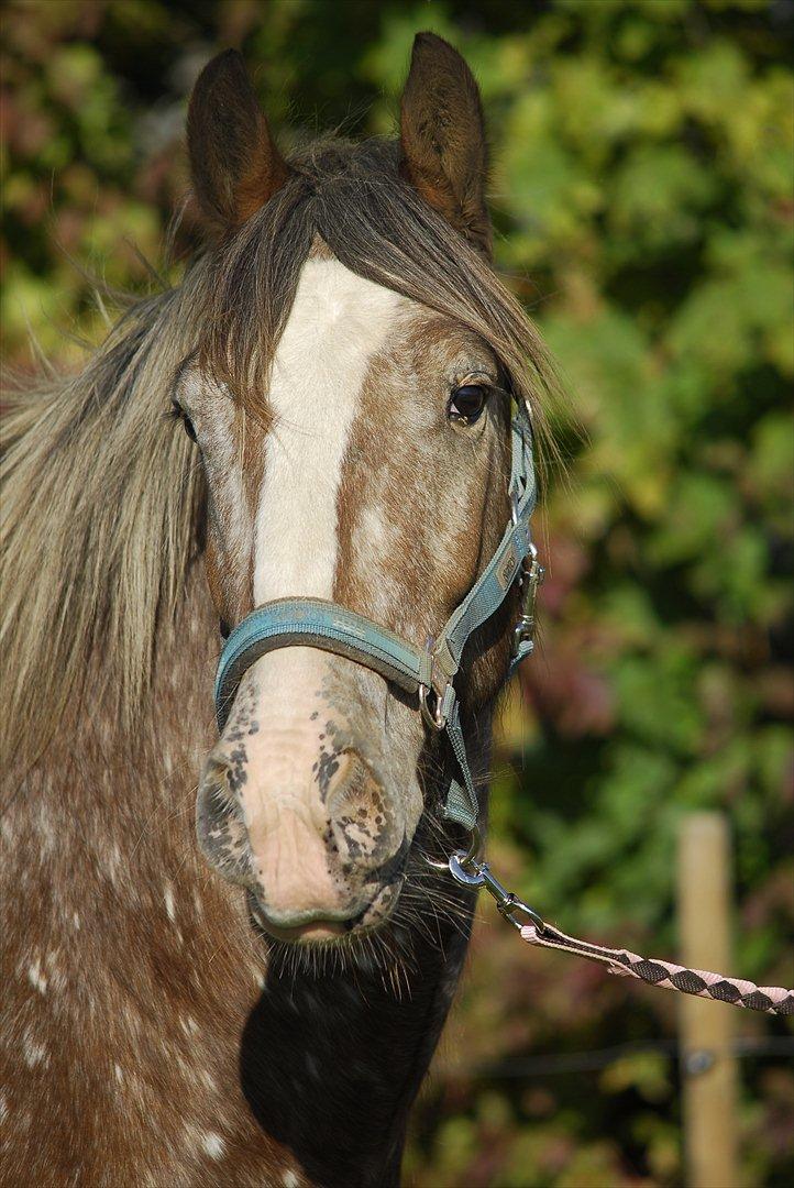 Irish Cob sjors 9 <3 - sjors lille søde hovede


Foto. Nina billede 5