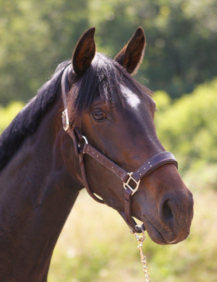 Dansk Varmblod Don Dancer billede 1