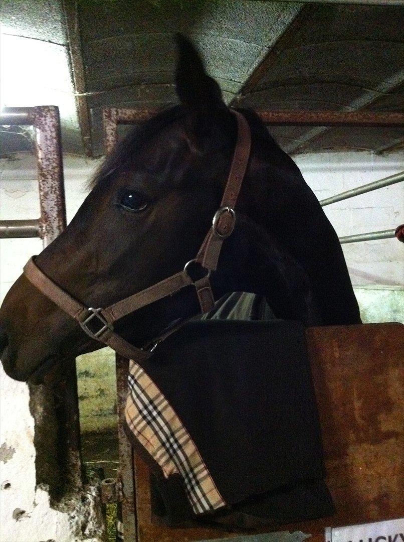 Dansk Varmblod Don Dancer billede 2