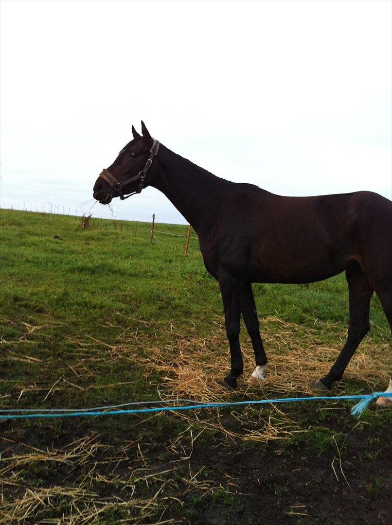 Dansk Varmblod Don Dancer billede 3