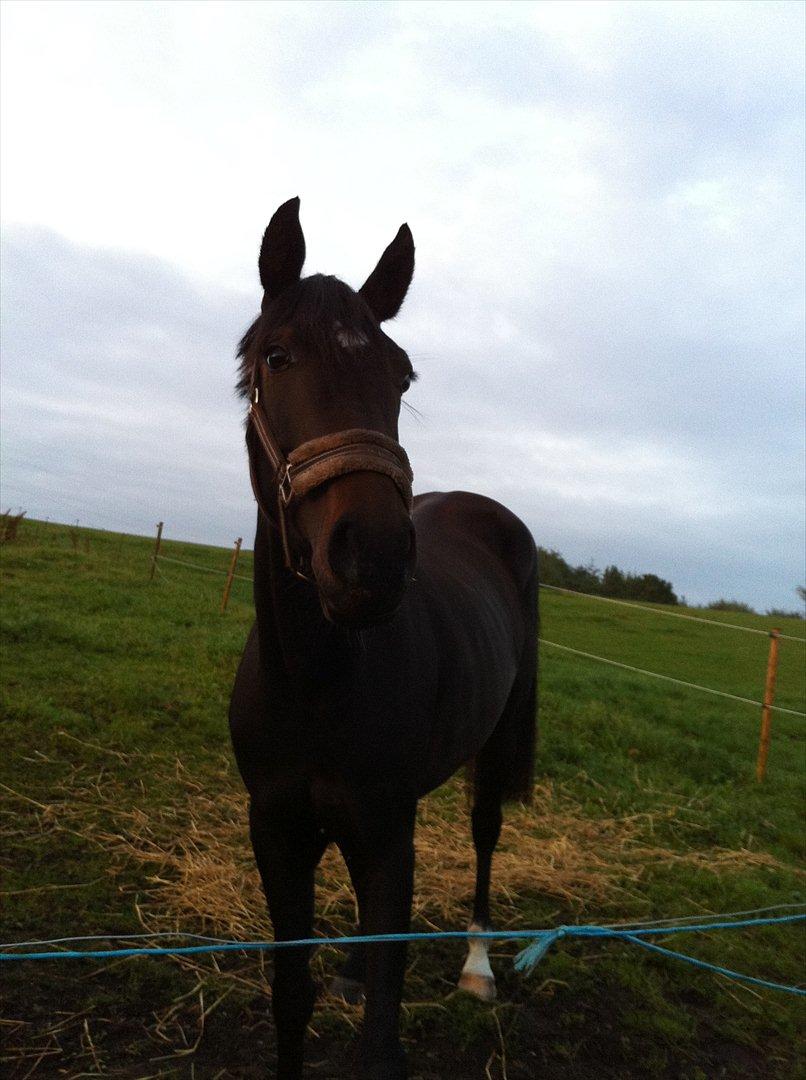 Dansk Varmblod Don Dancer billede 4