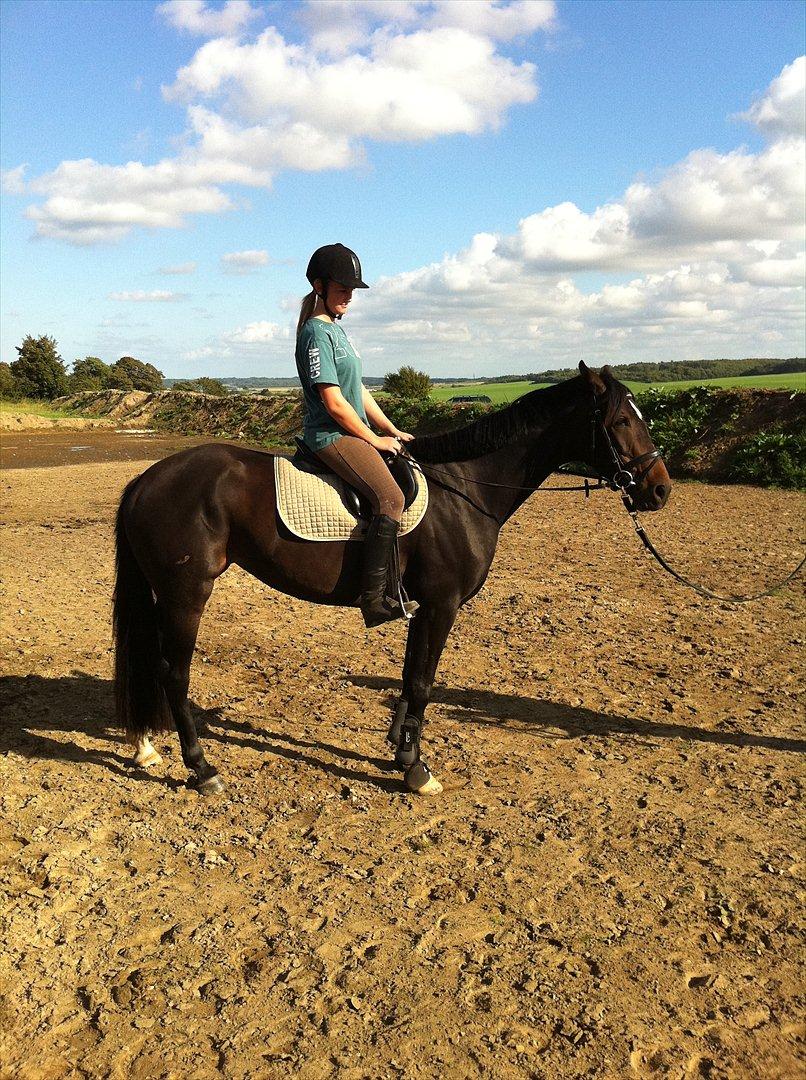 Dansk Varmblod Don Dancer - Anden gang jeg sidder på Dancer billede 5