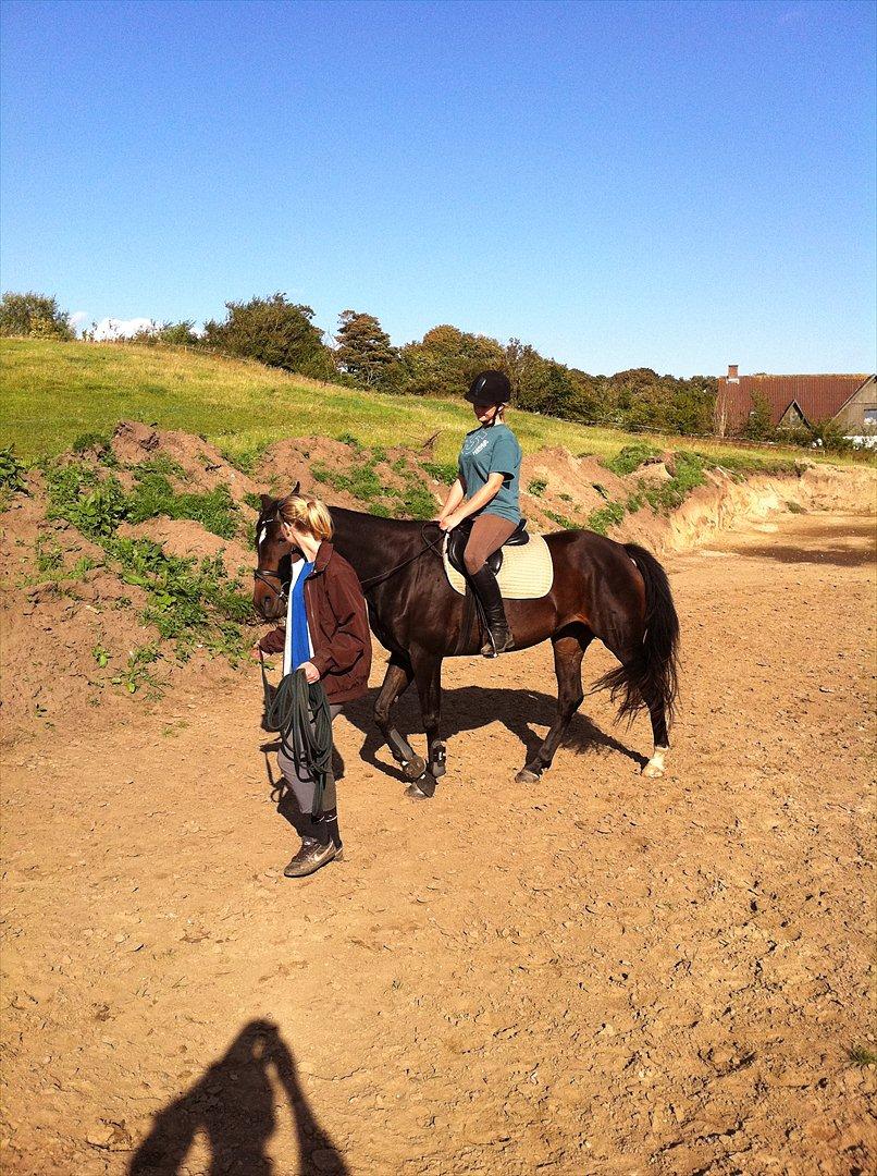 Dansk Varmblod Don Dancer billede 6