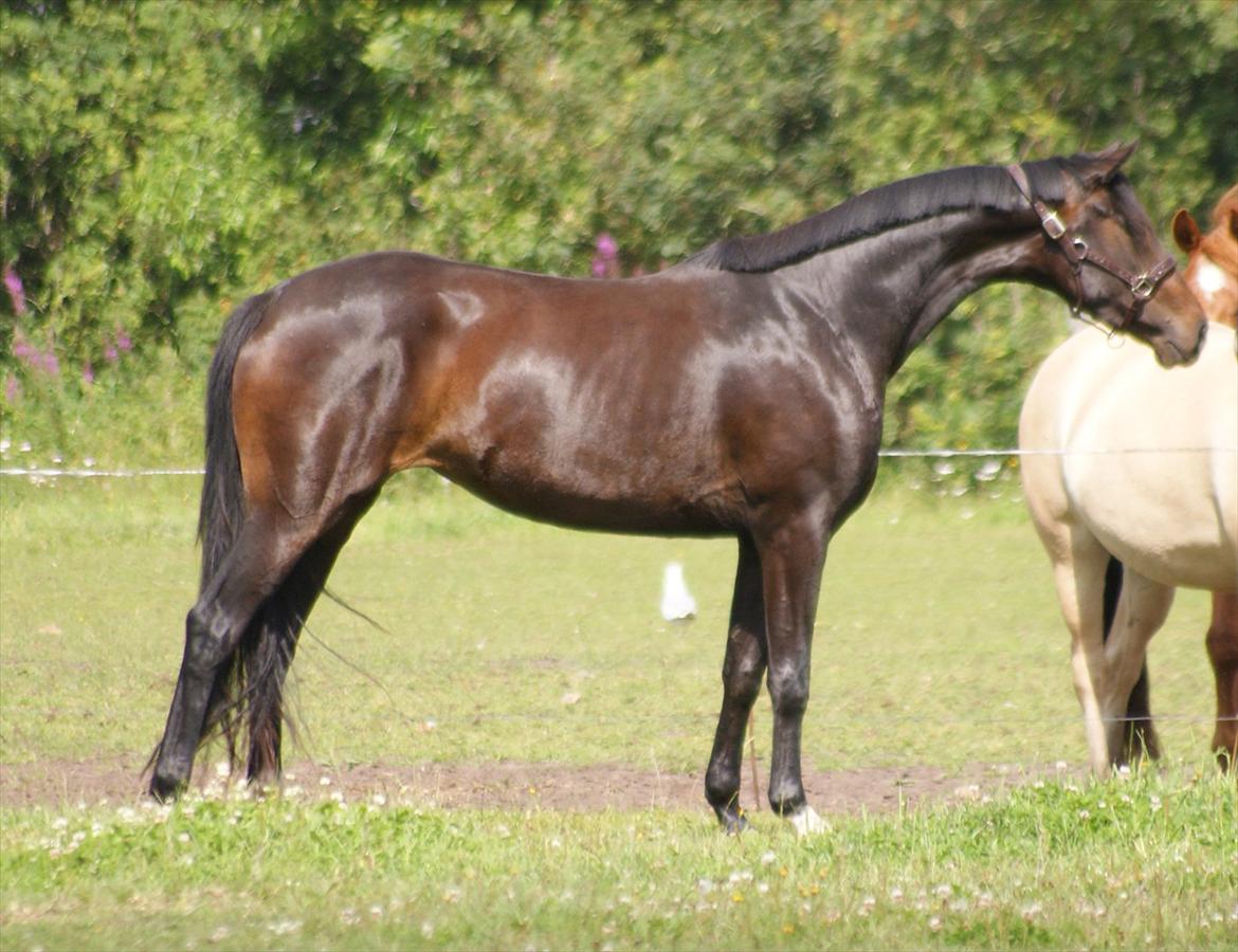 Dansk Varmblod Don Dancer billede 7