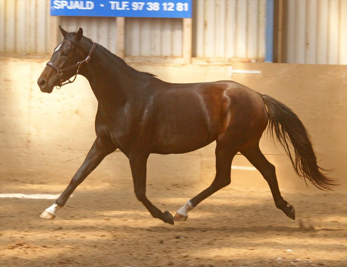 Dansk Varmblod Don Dancer billede 8