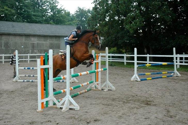 Anden særlig race Jack billede 2