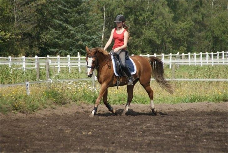 Welsh Partbred (Sec F) Liezelshof Benji - R.I.P - "You raise me up, so i can stand on mountains."
En af de første dressur træninger efter et hold i ryggen på 3 måneder. (': billede 9