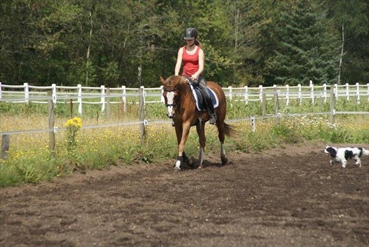 Welsh Partbred (Sec F) Liezelshof Benji - R.I.P - "I don't think you could ever know, just how truly special you are, that even on the darkest nights you are my brightest star."
En af de første træninger efter et hold i ryggen på 3 måneder. (': billede 14