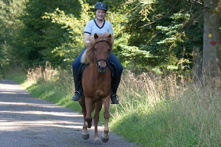 Islænder Drottning tungaarden - Galop er også en gangart, selvom Drottning har meget svært ved det.
Billed af Jacob Hogue billede 3